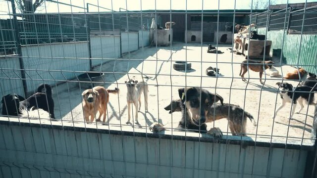 Footage of many abandoned dogs in asylum, homeless dogs