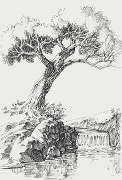 Olive tree on river bank landscape vector drawing
