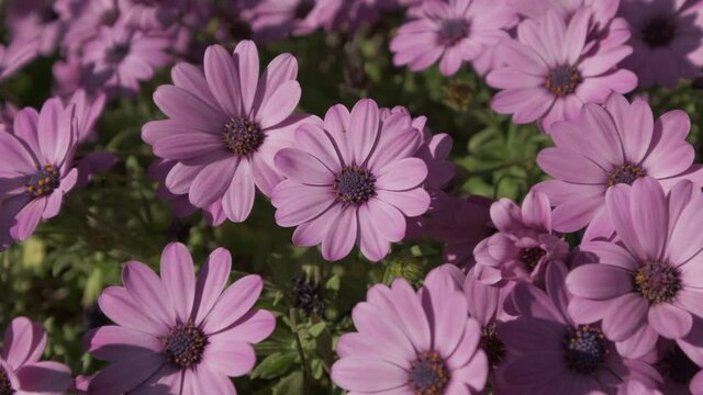 Dimorphoteca Ecklonis flowers blooming in springtime. Dimorphotheca Osteospermum. Purple African Daisy Marguerite bloossoming blossom petals in spring