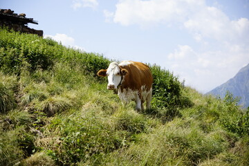 Fototapeta na wymiar Eine braun weiße Kuh in den Alpen