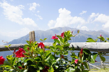 Trompetenblumen an einem Gatter in den Alpen bl&uuml;hend im Sommer