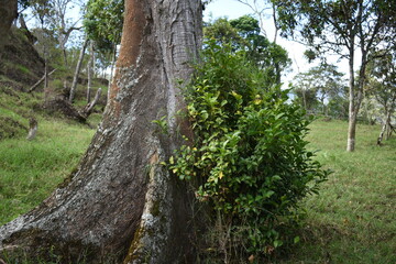 Árbol y arbusto inseparables
