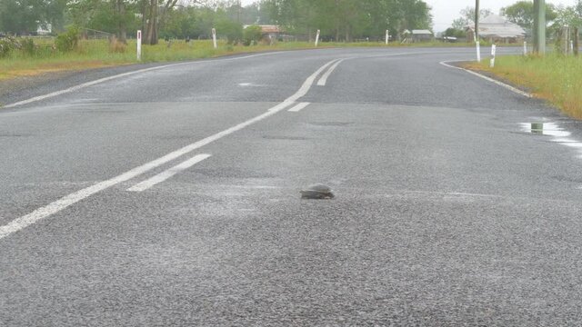 Eastern Long-necked Turtle On Asphalt Road In Crescent Head, NSW, Australia. wide shot