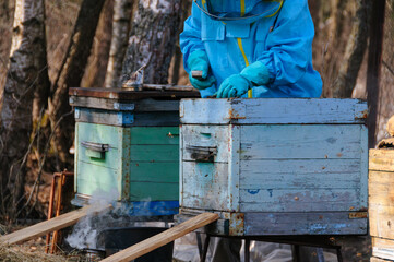 The beekeeper inspects the hives in the spring