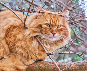 Naklejka na ściany i meble A close-up portrait of a feral red cat with green eyes sitting on a thick branch.