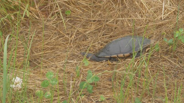 Eastern Long-necked Turtle On Dry Grass. Chelodina Longicollis In Australia. wide shot