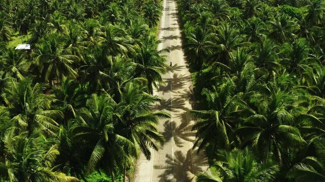 Outstanding straight road among thick palm trees and a person riding a moped. Siargao Island, Philippines. Aerial reveal of forested mountain, 4k