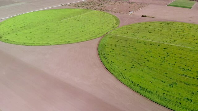 Aerial view of a round field of blooming sunflowers with a radial irrigation system.