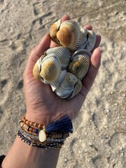 hand holding seashells