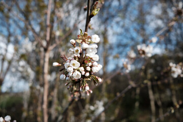 Cherry blossom in the middle of a forest good as background pattern.
