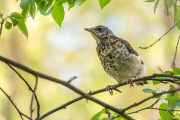 A fieldfare chick, Turdus pilaris, has left the nest and is sitting on a branch. A chick of fieldfare sitting and waiting for a parent on a branch.