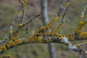 A close-up of a tree branch whose bark is infested with Golden Shield Lichen. Spring sunny day. Gortisontal photo, selective focus. 