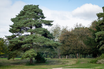 pine tree in the mountains