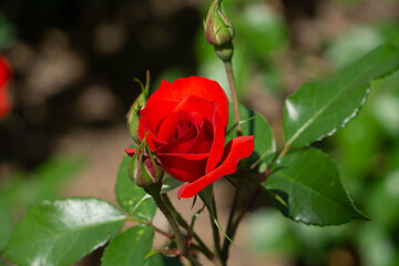 single red rose