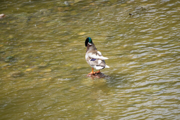 duck in the water