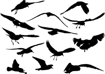 set of thirteen seagull black isolated silhouettes