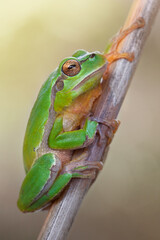 Hyla orientalis, also known as the oriental tree frog or 
 Caucasian tree, is a frog from both Europe and Asia.
