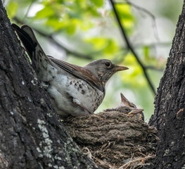 Thrush fieldfare, Turdus pilaris, in a nest with chicks