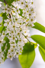 White flowers blooming bird cherry. Close-up of a Flowering Prunus padus Tree with White Little Blossoms
