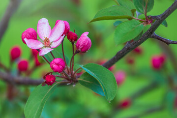 Fresh pink flowers of a blossoming apple tree with blured background