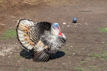 Mature male turkey - tom, gobbler. Tom fluff up his feathers. Topic: delicious, healthy dietary meat