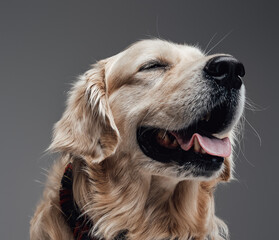 Emotional pure breed dog smiles and poses in gray background