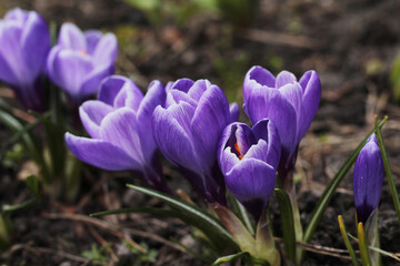 beautiful violet crocus flowers, early spring flowers