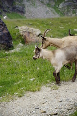 Ziegen in den Alpen auf einem Wanderweg