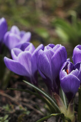 beautiful violet crocus flowers, early spring flowers