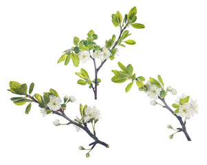 plum tree three branches with pure white flowers