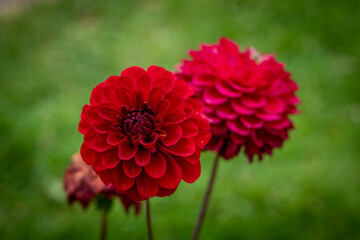 red dahlia flower