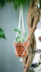 Sukkulente in einer Makramee Blumenampel, Dekoration mit Zimmerpflanzen für Zuhause