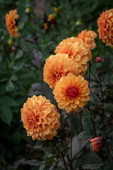 orange chrysanthemum flowers