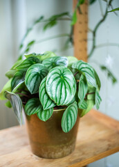 Urban Jungle - ein schönes Zuhause mit Zimmerpflanzen, Peperomia melon