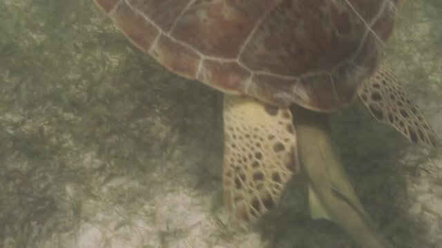 Close view of longgerhead turtle caretta caretta swimming in the sea water beach protected marine area of akumal rivieral maya mexico
