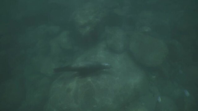 View Of Sea Lion Marine Mamal Swimming In The National Park Reserve Waters Of Cabo Pulmo Baja California Mexico During Snorkel. Slow Motion