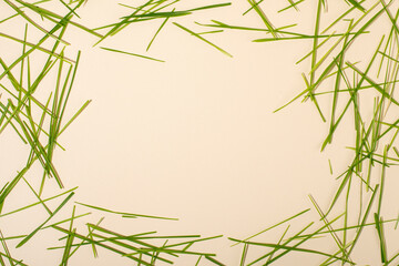 Green grass frame.