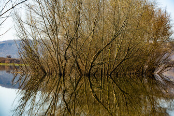 Beautiful landscape with three and river in Europe. Amazing nature in spring. Ideal resting place. Silent place