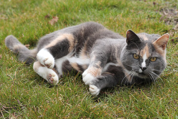 three coloured domestic cat laying on the grass