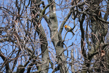 European robin bird sits in the branches of a tree against the blue sky in spring