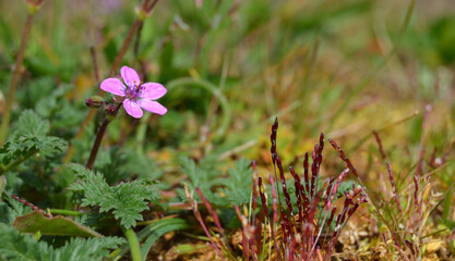 Petite fleur violette printanière