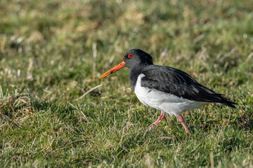 The Eurasian oystercatcher (Haematopus ostralegus)