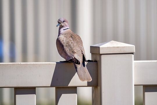 A Eurasian collard dove one a fence