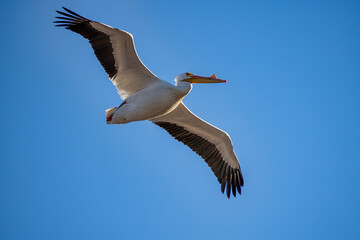 Fototapeta na wymiar An American white pelican in flight