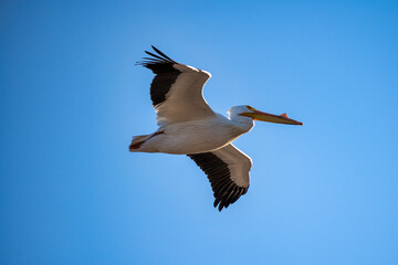 An American white pelican in flight against a blue sky
