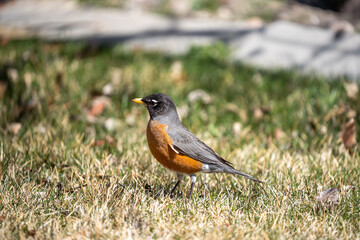 An American Robin in the grass