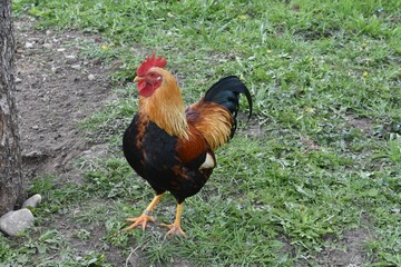 Dutch bantam rooster in a free range with grass with a lot of copy space.