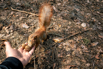 The man feeds the squirrel from his hand. The squirrel eats nuts from the man's hand