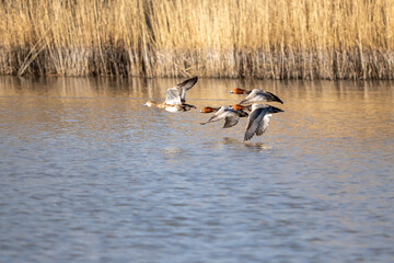 Redhead ducks flying just above th3e surface of the pond