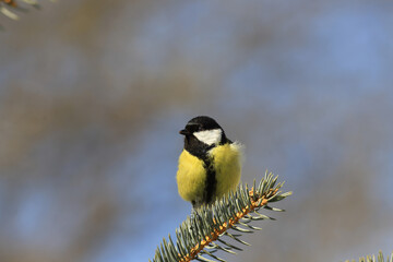 A chickadee sits on top of a spruce tree,in windy weather. The wind stirs up the feathers...